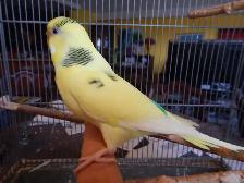10 MONTH OLD  FEMALE  BUDGIES  FOR ONLY  30 $  !! - Photo 3