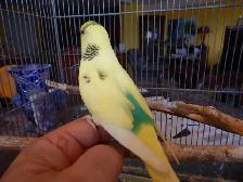 10 MONTH OLD  FEMALE  BUDGIES  FOR ONLY  30 $  !! - Photo 4