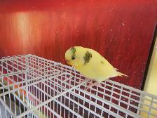 10 MONTH OLD  FEMALE  BUDGIES  FOR ONLY  30 $  !! - Photo 6