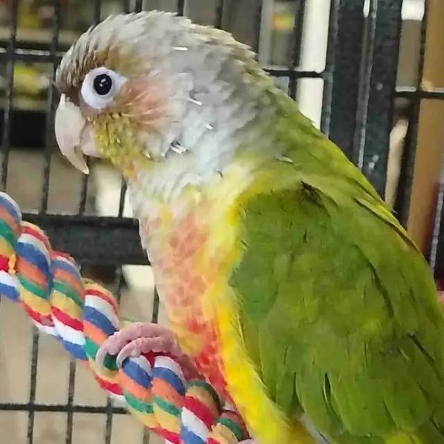 pineapple conure
