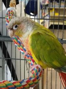 pineapple conure - Photo 2