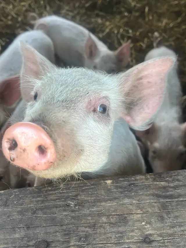 Wiener pigs for sale