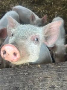 Wiener pigs for sale