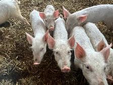 Wiener pigs for sale - Photo 2