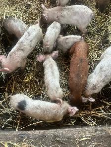 Wiener pigs for sale - Photo 3