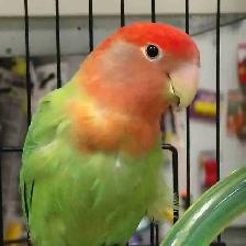 opline red-headed lovebird