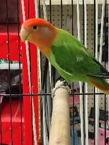 opline red-headed lovebird - Photo 2