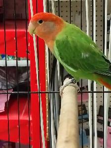 opline red-headed lovebird - Photo 3