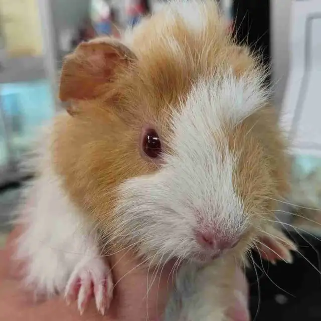 baby guinea pigs