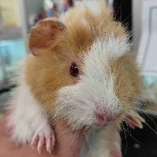 baby guinea pigs