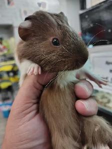 baby guinea pigs - Photo 2