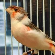 male canaries