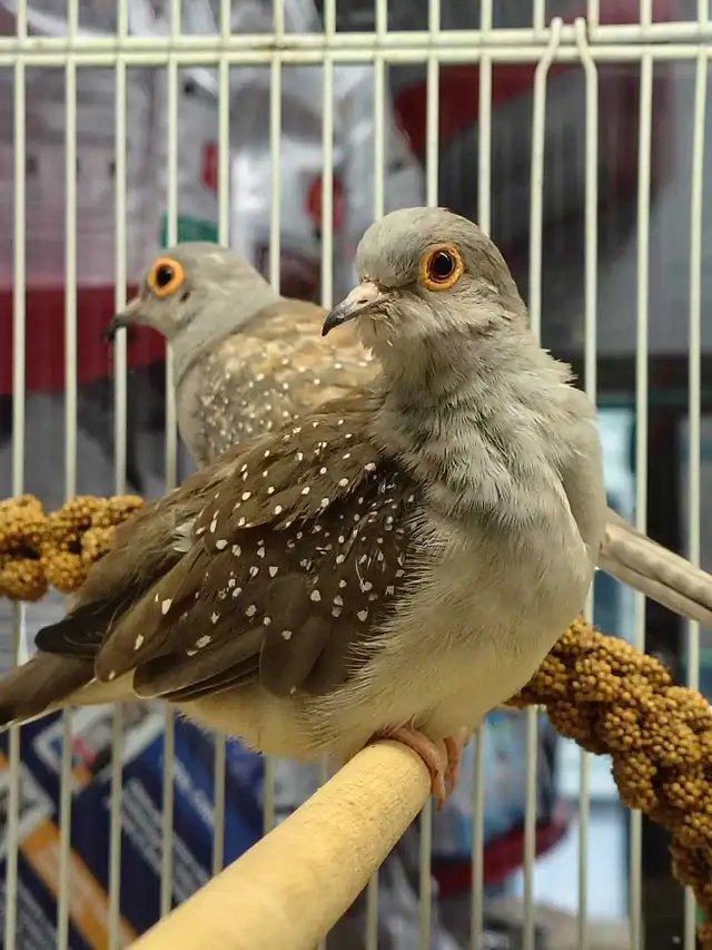 diamond doves