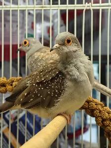 diamond doves