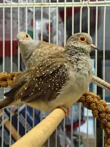 diamond doves - Photo 2