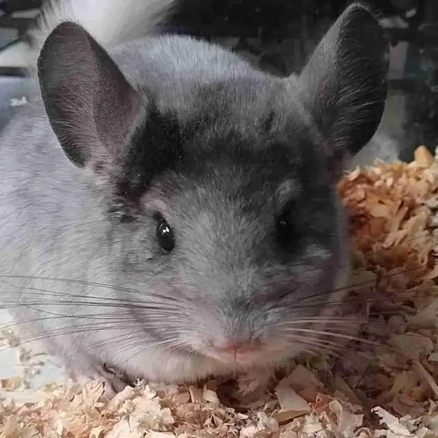 baby chinchillas