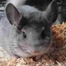 baby chinchillas