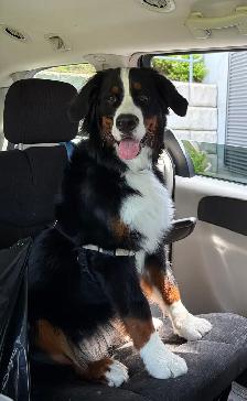 Grooming and More - Photo 2
