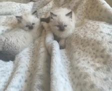 GORGEOUS BABY BICOLOR WHITEMITTED & CHOCOLATEPOINT RAGDOLLS!! - Photo 3