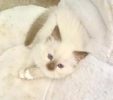 GORGEOUS BABY BICOLOR WHITEMITTED & CHOCOLATEPOINT RAGDOLLS!! - Photo 5