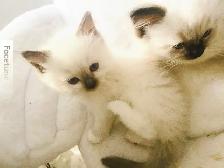 GORGEOUS BABY BICOLOR WHITEMITTED & CHOCOLATEPOINT RAGDOLLS!! - Photo 7