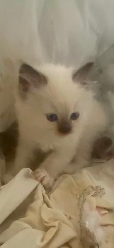 GORGEOUS BABY BICOLOR WHITEMITTED & CHOCOLATEPOINT RAGDOLLS!! - Photo 8