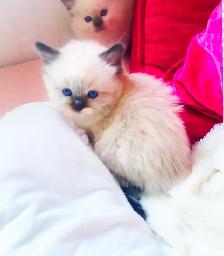 GORGEOUS BABY BICOLOR WHITEMITTED & CHOCOLATEPOINT RAGDOLLS!! - Photo 9
