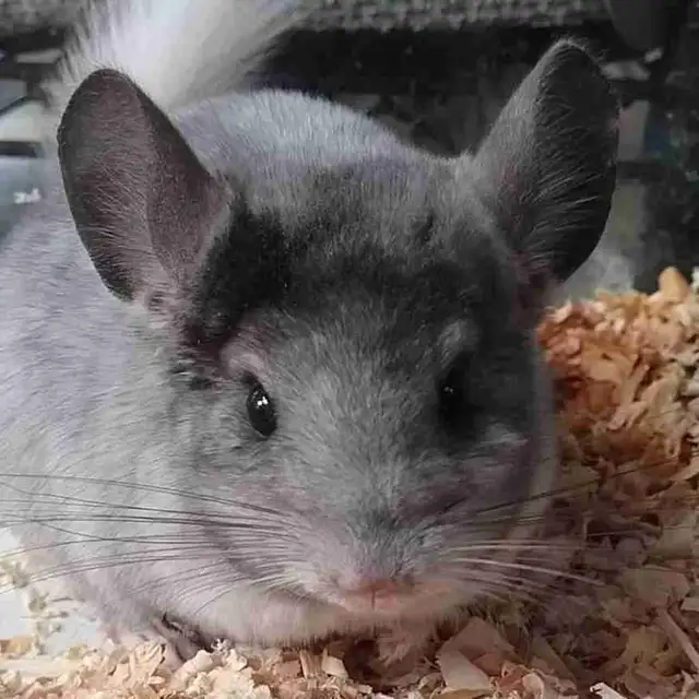 baby chinchillas