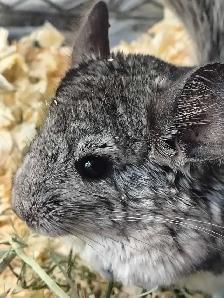 baby chinchillas - Photo 3