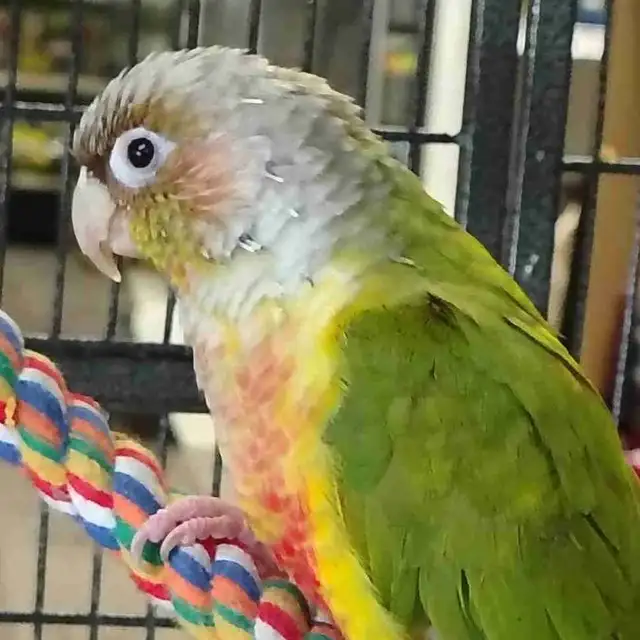 pineapple conure