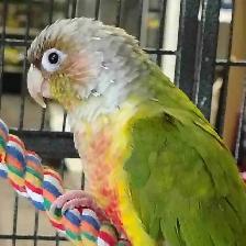 pineapple conure