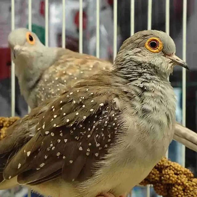 diamond doves
