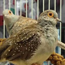 diamond doves
