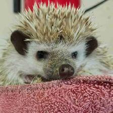 baby hedgehogs
