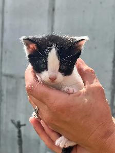 Adorable kittens