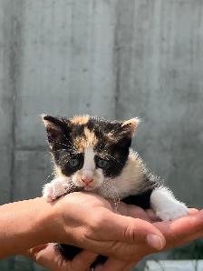 Adorable kittens - Photo 2