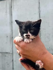 Adorable kittens - Photo 3