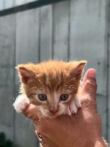 Adorable kittens - Photo 4
