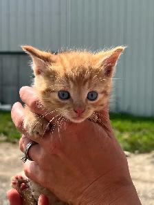 Adorable kittens - Photo 5