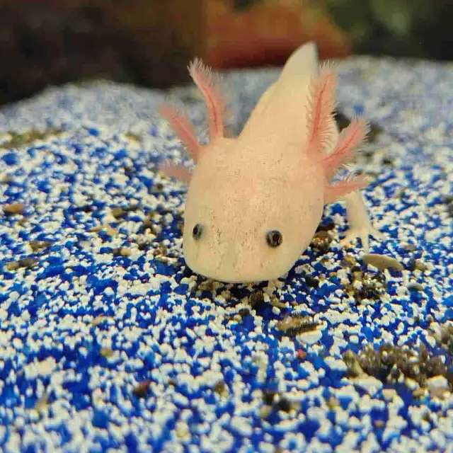 baby axolotls