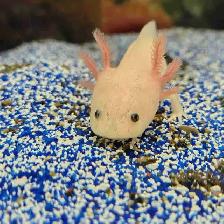 baby axolotls