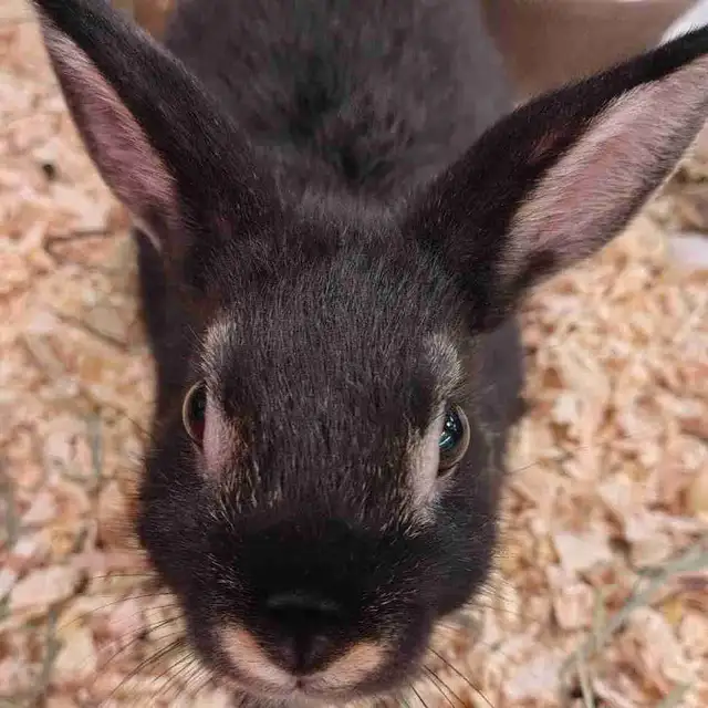 dwarf rabbits