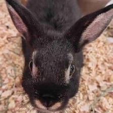 dwarf rabbits