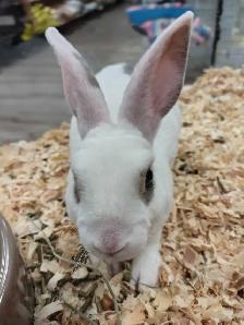 dwarf rabbits - Photo 2