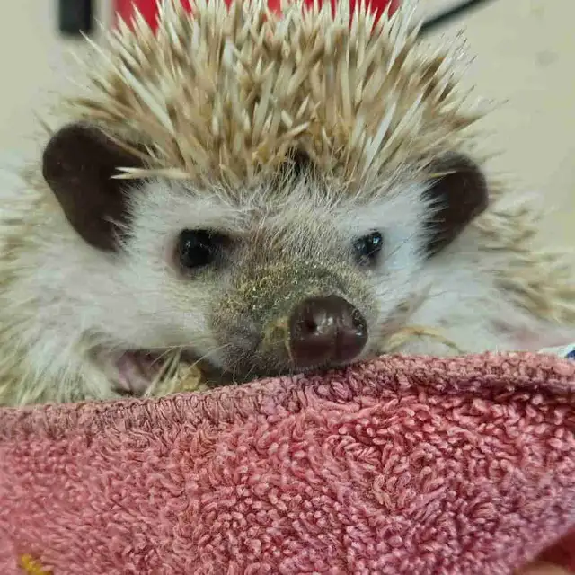 baby hedgehogs