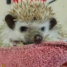 baby hedgehogs