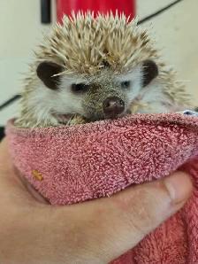 baby hedgehogs - Photo 2