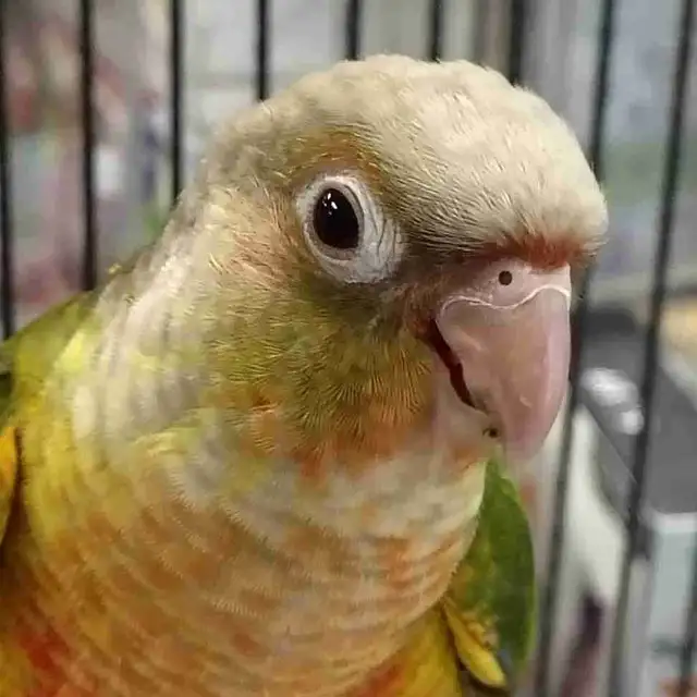 baby pineapple conure