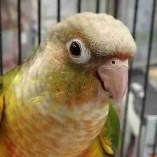 baby pineapple conure