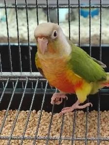 baby pineapple conure - Photo 3